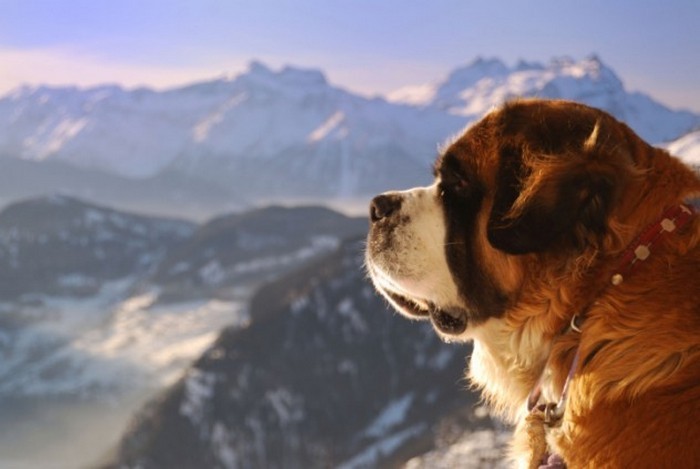 Barry the Saintly Saint Bernard