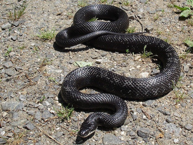 Photo Credit: http://www.snaketype.com/wp-content/uploads/black-rat-snake_624.jpg