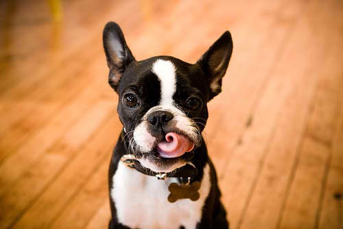 Boston Terriers