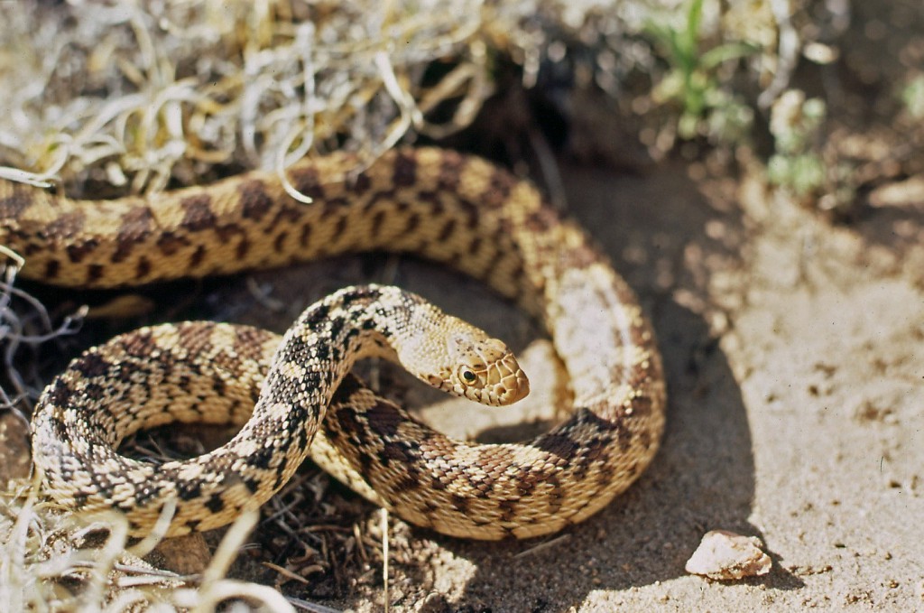Top 15 Non Venomous Snakes Interesting Facts that You Must Know