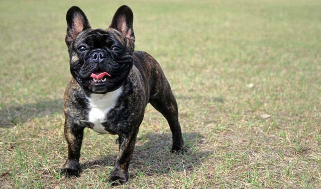 French Bulldogs