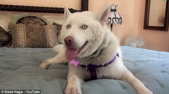 Miley, the Celebrity Husky Adoptee