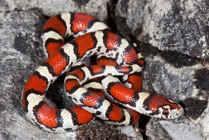 Milk Snake