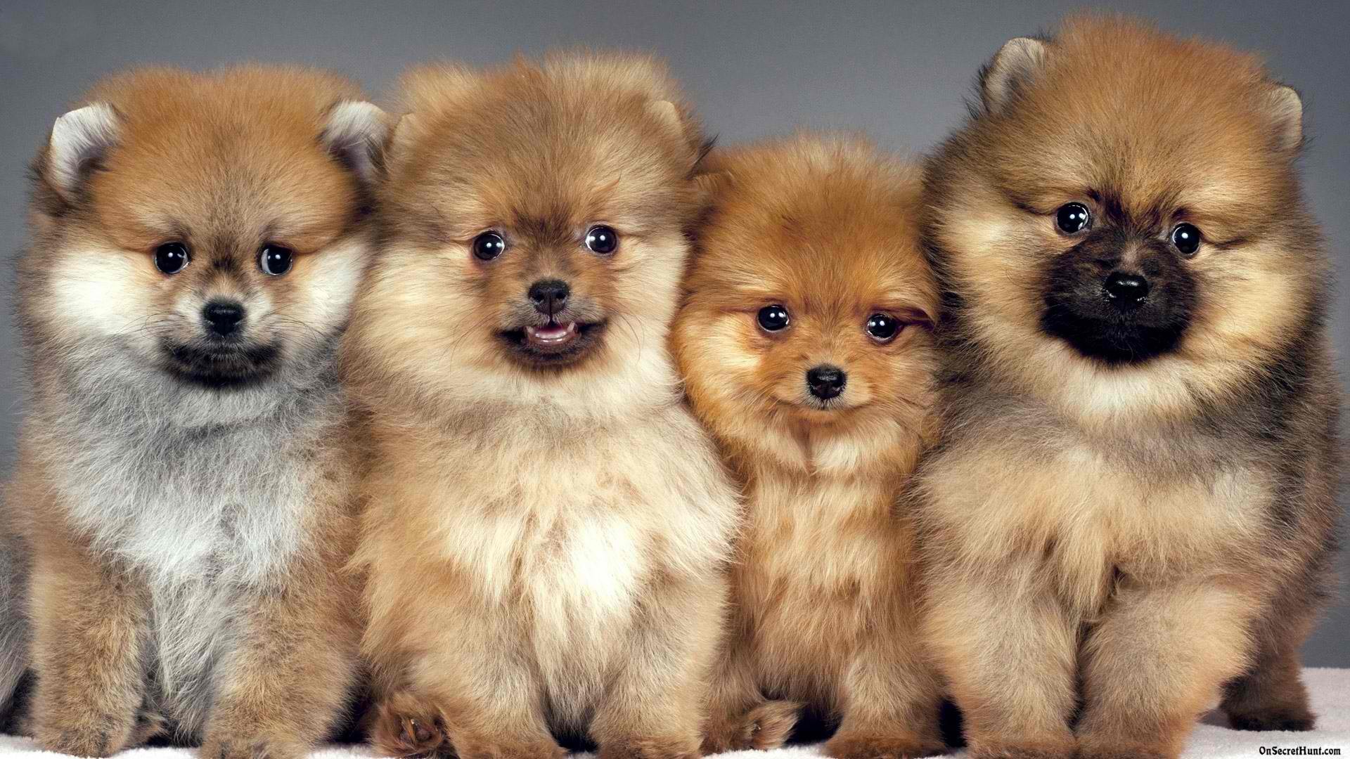 Pomeranians