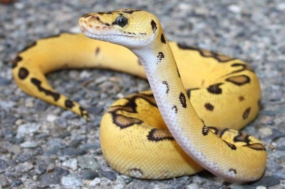 Python