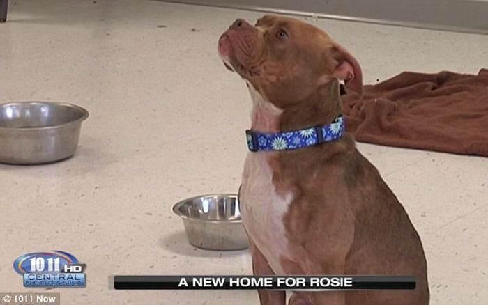 Rosie, the Deaf Pitbull Mix Who Knows Sign Language