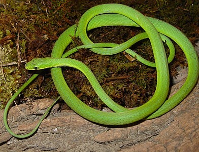 Photo Credit: https://www.marshall.edu/herp/Snakes/Pics/Rough_Greensnake_1.jpg 