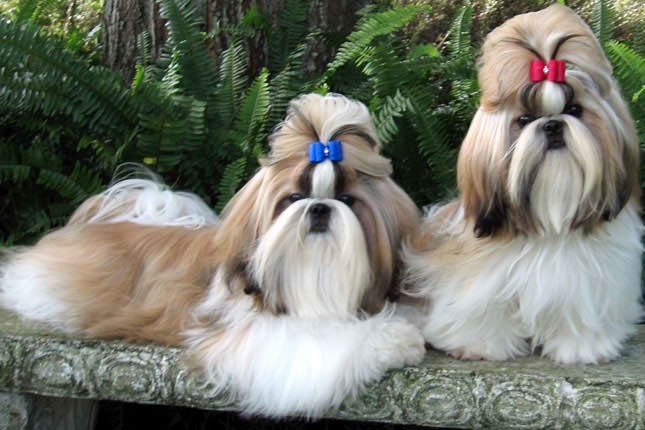 Shih Tzus