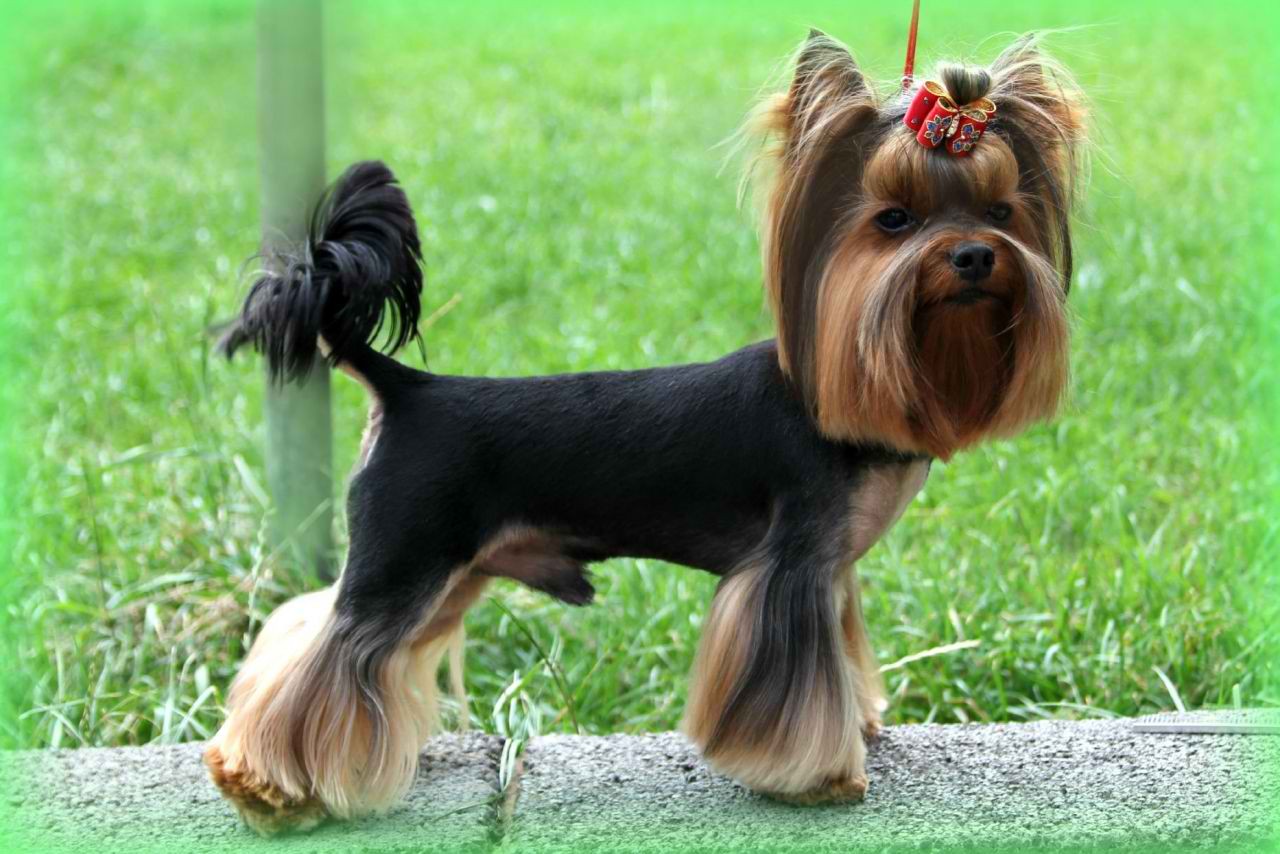 Yorkshire Terrier