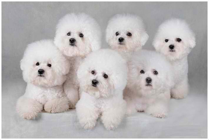 Bichons Frises (pronounced as bee-shawns free-says)