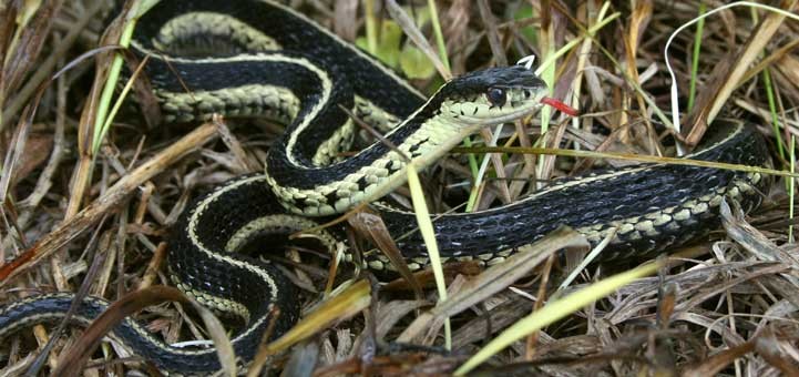 Photo Credit: http://www.ontarionature.org/protect/species/reptiles_and_amphibians/images/h_Crowley-Eastern-Gartersnake.jpg