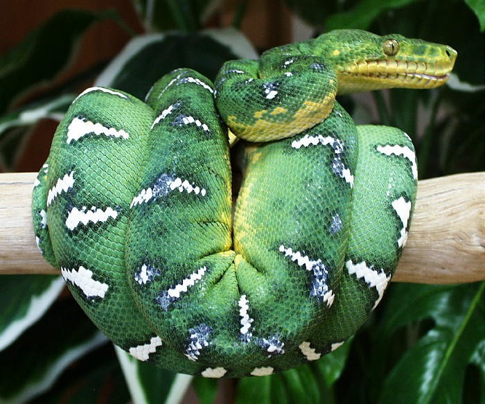Photo Credit: http://www.skfny.com/wp-content/uploads/Emerald-Tree-Boa-Snake-3.jpg