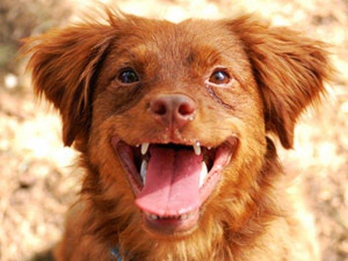 Toefu, the Rescued Dog Turned Dog Whisperer